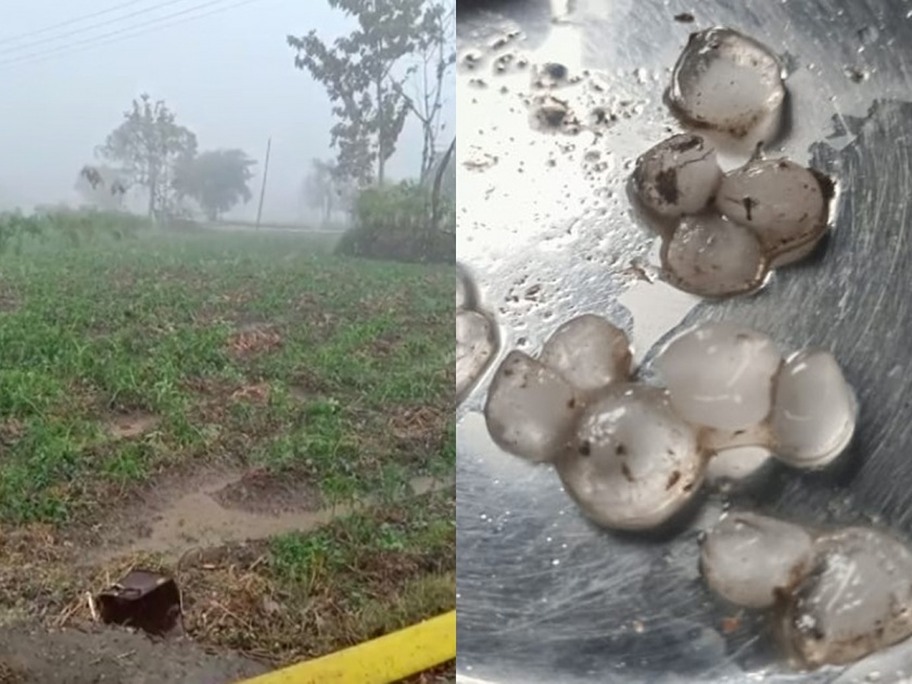 Rain with hail in Vidarbha amravti, bhandara, rabi and vegetable crops in danger | विदर्भात गारपिटीसह अवकाळी पाऊस, रब्बी अन् भाजीपाला पिके धोक्यात
