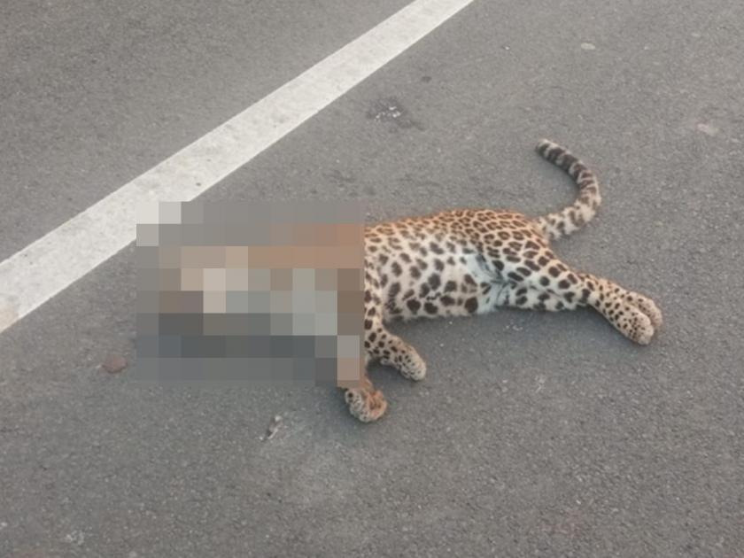 A leopard died in a collision with a vehicle near Kalwadi Fata in jalgaon chalisgaon | कळवाडी फाट्यानजीक वाहनाच्या धडकेत बिबट्याचा मृत्यू, ग्रामस्थांकडून हळहळ
