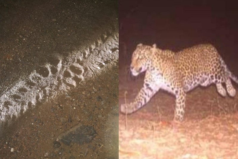 Signs of leopard habitat found in Badlapur were also seen in Anjambul village | बदलापुरात आढळलेल्या बिबट्याच्या वसद अन् जांभूळ गावातही दिसल्या खुणा