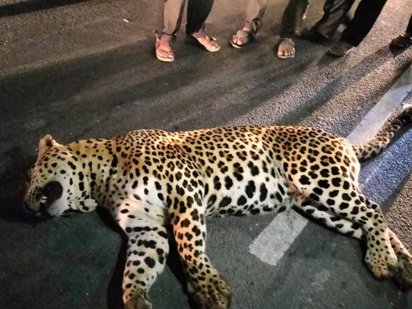 Leopard killed in collision with unknown vehicle on Nagar Kalyan National Highway | नगर-कल्याण राष्ट्रीय महामार्गावर अज्ञात वाहनाच्या धडकेत बिबट्या ठार