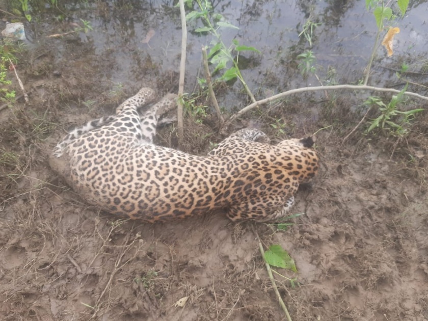The leopard was killed by an electric shock, and the forest department rushed to the spot in bhandara | विजेच्या धक्क्याने बिबट्या ठार, वन विभागाने तात्काळ घेतली धाव