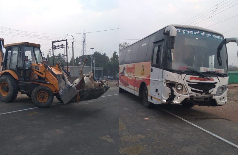 Shivshahi bus hits bullock cart, two bullocks die on the spot in baramati | शिवशाही बसची बैलगाडीला धडक, दोन बैलांचा जागीच मृत्यू 