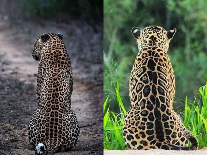 Show your intelligence, who is the cheetah means jaguar and which is the leopard?, the IFS officers asked you | दाखवा हुशारी, यात चित्ता कोण अन् बिबट्या कोणता?, IFS अधिकाऱ्याचा तुम्हाला सवाल
