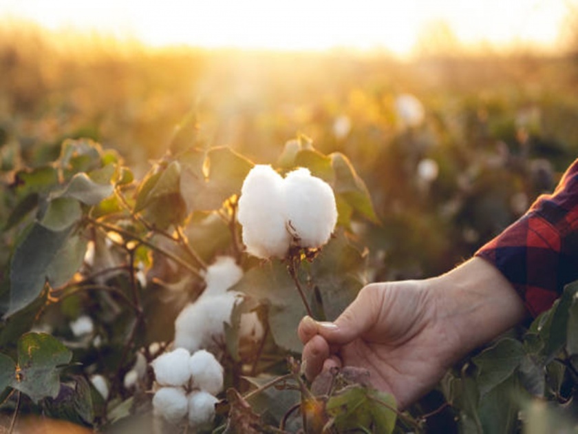 US drought on the path of Indian cotton growers, white gold get high rate in market | अमेरिकेचा दुष्काळ भारतीय कापूस उत्पादकांच्या पथ्थ्यावर, पांढऱ्या सोन्याला झळाळी