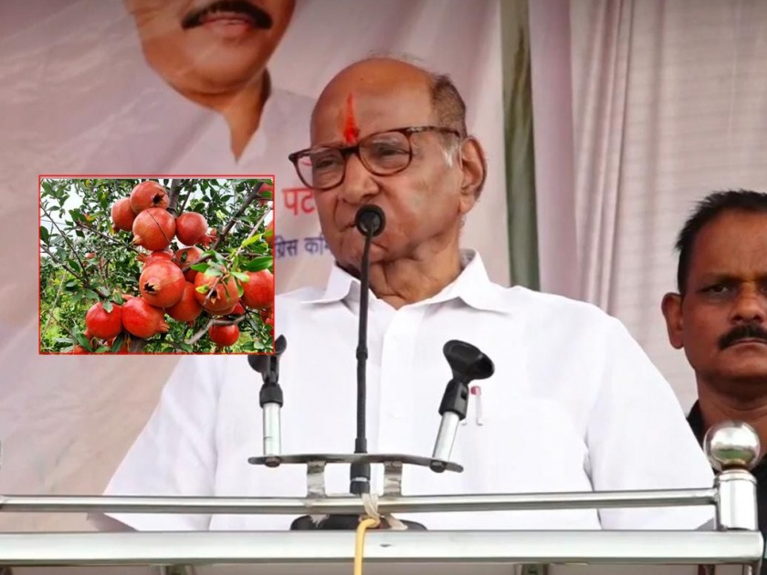 There are crises but...; Sharad Pawar told the success story of a young man who flourished pomegranate farming | संकट आहेत पण...; पवारांनी सांगितली दुष्काळी पट्ट्यात डाळिंब शेती फुलवलेल्या तरुणाची गोष्ट