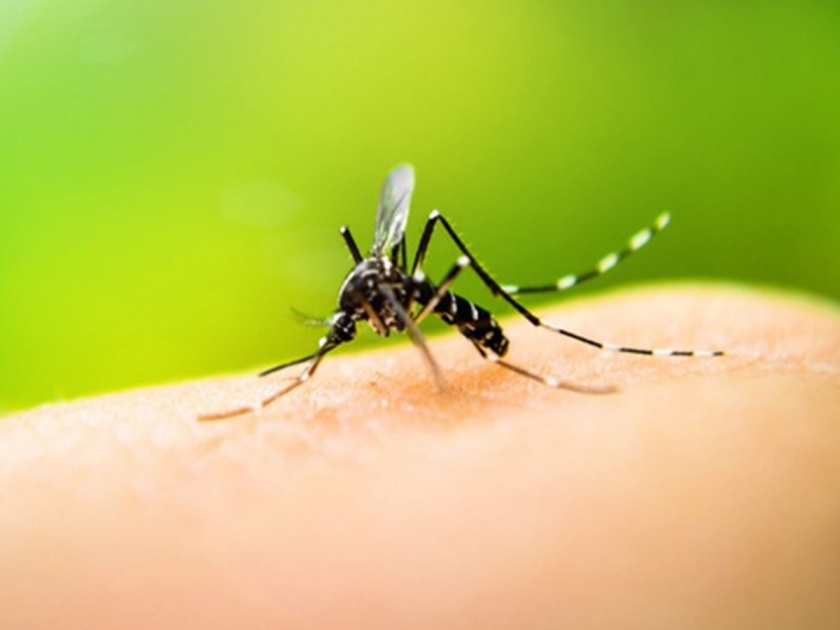 Devastation of dengue in Nashkat, force of municipal action; Over a thousand patients | नाशकात डेंग्यूचा कहर, मनपाचे कारवाईचे बळ; रुग्ण हजारावर
