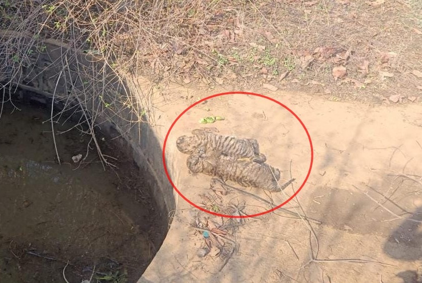 Two tiger calves were found dead, forest officials said in bhandara | वाघाचे दोन बछडे मृतावस्थेत आढळले, वन परिक्षेत्र अधिकारीही हळहळले