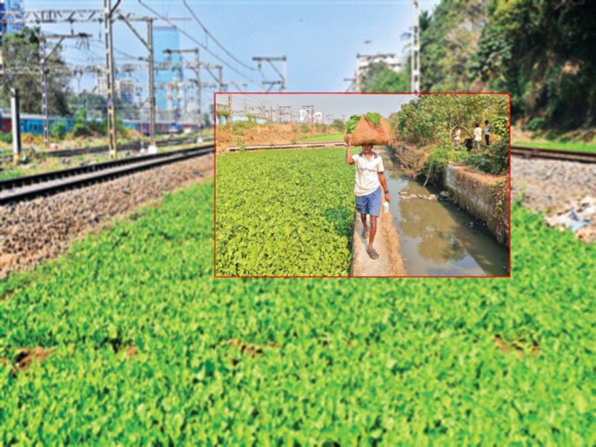 in mumbai Vegetables grow on sewage water along railway tracks; Will the administration do anything or not? | रेल्वेरुळांलगत गटाराच्या पाण्यावर पिकतात भाज्या; प्रशासन काही बाेलणार की नाही?