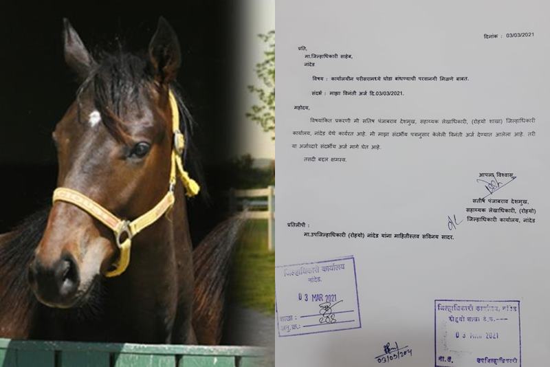 New letter from the Accounts Officer to the District Collector seeking permission to build a horse in nanded | घोडा बांधण्याची परवानगी मागणाऱ्या लेखाधिकाऱ्याचं जिल्हाधिकाऱ्यांना नवं पत्र