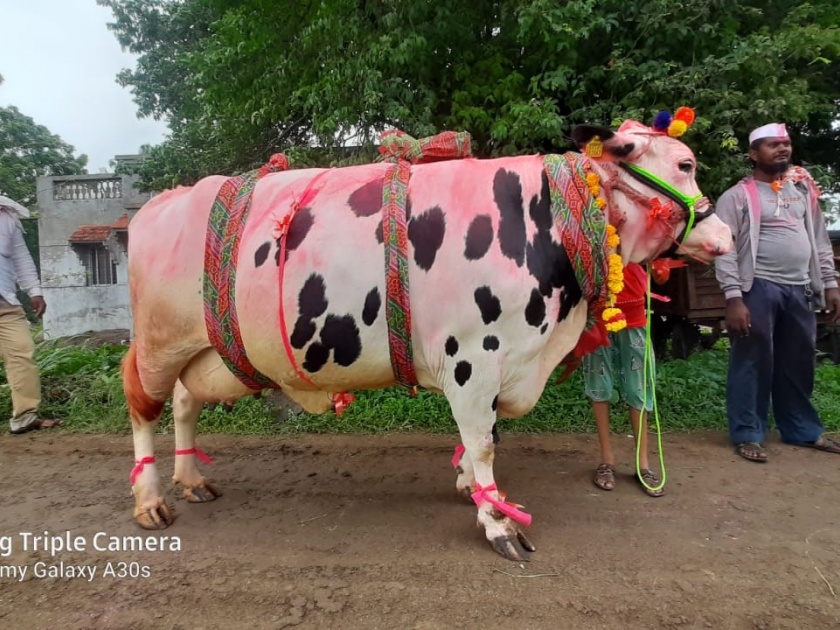 Baliraja was happy and sad, the cow got a price of 1 lakh 61 thousand in ahmednagar | बळीराजा सुखावला अन् दु:खावलाही, गायीला मिळाली 1 लाख 61 हजारांची किंमत