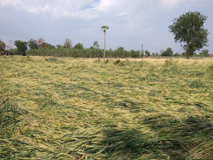 Bad weather hits 2100 hectares; Damage to orchards including wheat, gram, onion in amravati | अवकाळीने २१०० हेक्टरला फटका; गहू, हरभरा, कांद्यासह फळबागांचे नुकसान