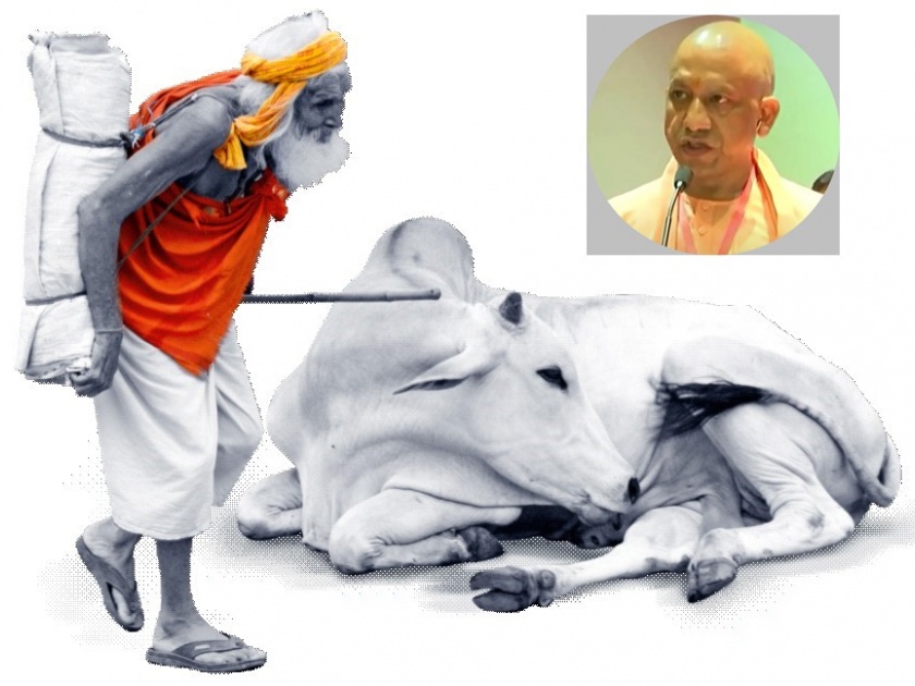 This is Uttar Pradesh! cow is important factor of election in UP | इ है उत्तर प्रदेस! गाय कोणाला खाणार? युपीच्या निवडणुकीत गाईचं राजकारण