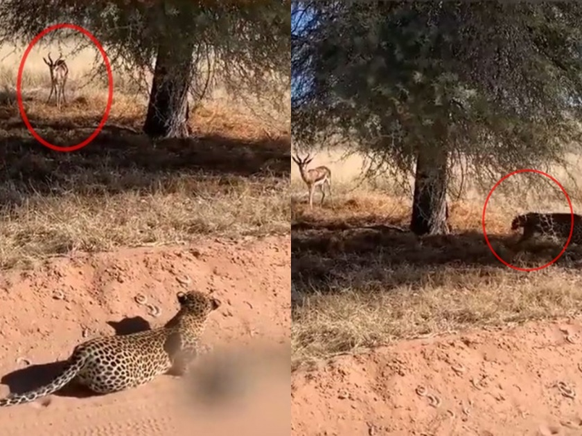 Video : Hunting video shared by Minister Jitendra Awhad of leopard | Video : अन् बिबट्यानं डाव साधला, मंत्री जितेंद्र आव्हाडांनी दाखवली Amazing Hunting