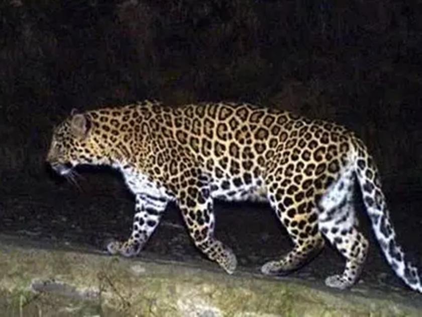 Leopard sighting in Karnal, attempted attack on three; Fear among citizens | कर्नाळमध्ये बिबट्याचे दर्शन, तिघांवर हल्ल्याचा प्रयत्न; नागरिकांत भीती