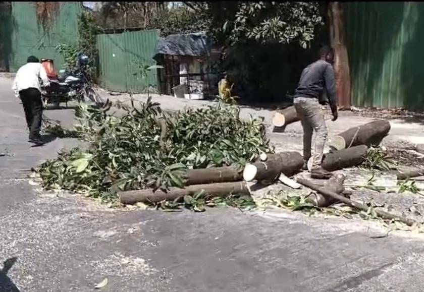 Slaughter of trees saved during road widening in MIDC in nerul | MIDC मधील रस्ता रूंदीकरणादरम्यान वाचविलेल्या वृक्षांची कत्तल