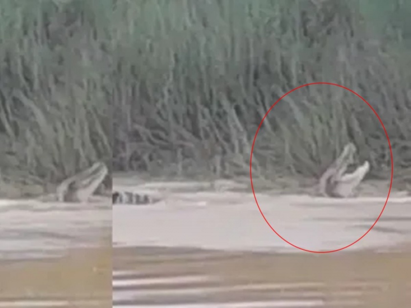 A woman who had gone to bathe on the river bank was dragged into the water by a crocodile in odisha bhuvneshwar | नदीकिनारी अंघोळीसाठी गेलेल्या महिलेला मगरीने पाण्यात ओढलं; Video व्हायरल