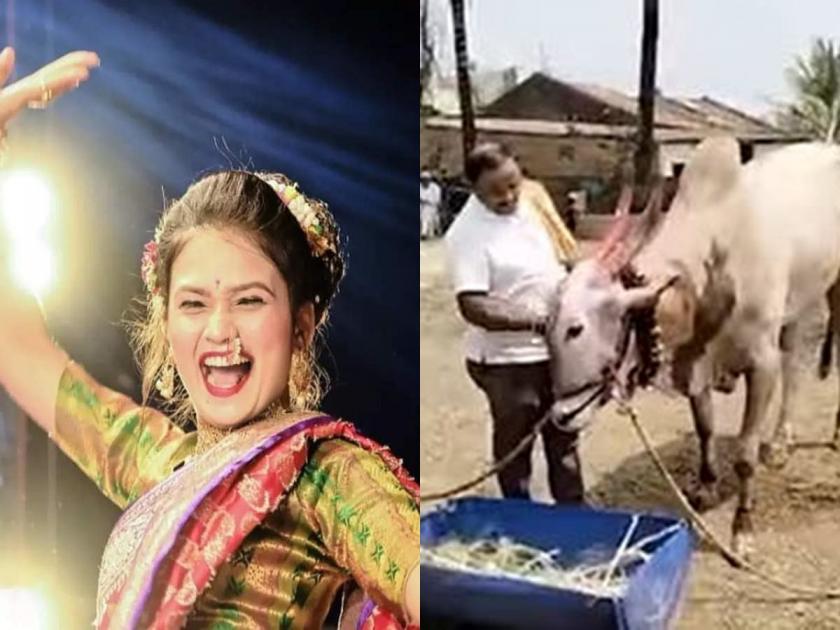 Nadach Khula... Gowtami Patil on Bull's Birthday, Dance in Jawli Valley of satara | नादच खुळा... बैलाच्या वाढदिवशी गौतमी पाटील; जावळीच्या खोऱ्यात कार्यक्रम