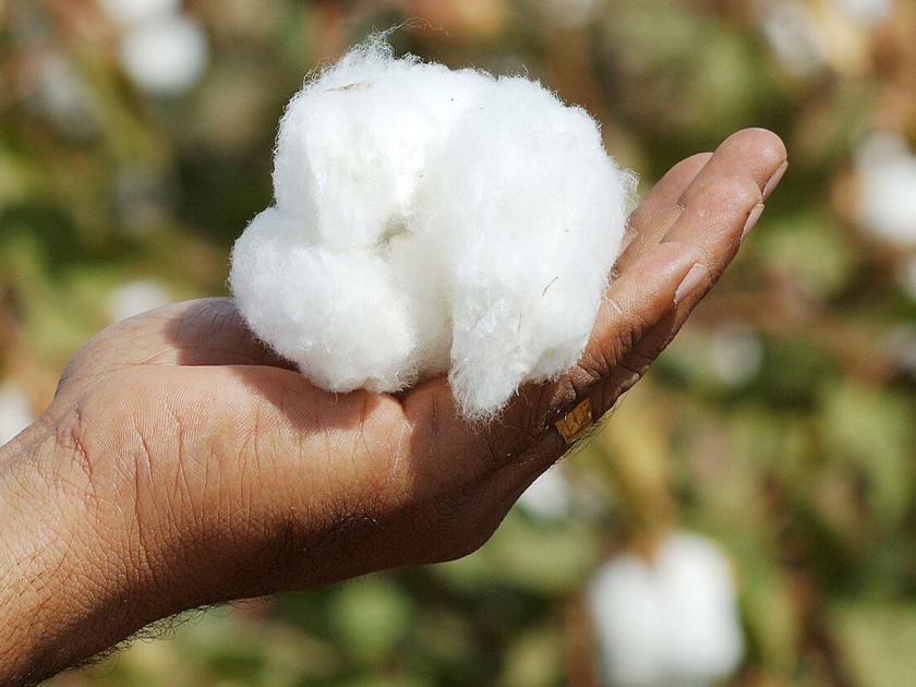 How much for cotton?; Know the market prices in the background of Diwali | कापसाला किती भाव?; दिवाळीच्या पार्श्वभूमीवर जाणून घ्या बाजारभाव