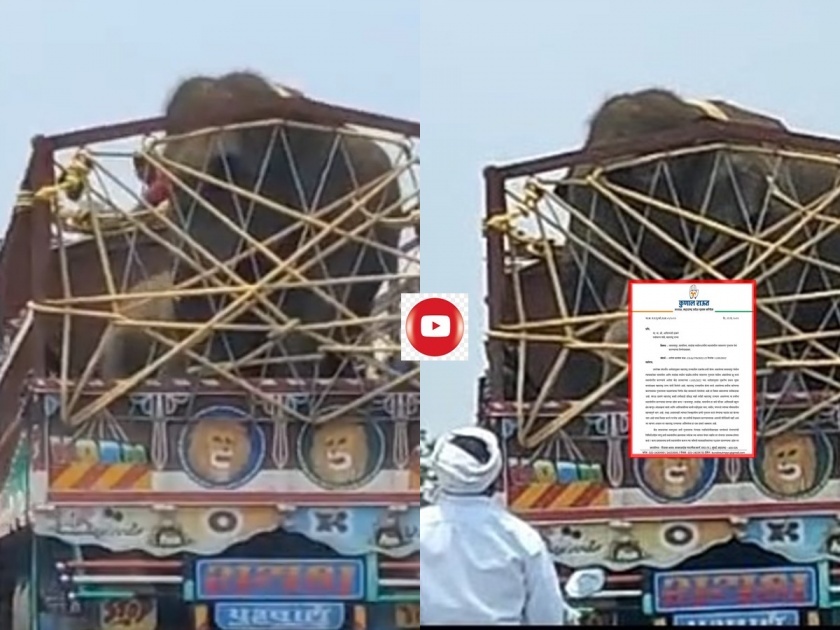 Video: Congress angry ... Elephants from Maharashtra run away in Ambani's new park in Gujarat | Video: काँग्रेसचा तीव्र संताप... "महाराष्ट्रातील हत्ती गुजरातमधील अंबानींच्या पार्कमध्ये नेणे खेदजनक"