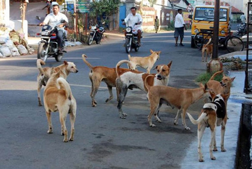 A stray dog bit 13 people in a corner, terrorizing the citizens | कोपरीत भटक्या कुत्र्याने घेतला १३ जणांना चावा, नागरिकांत दहशत