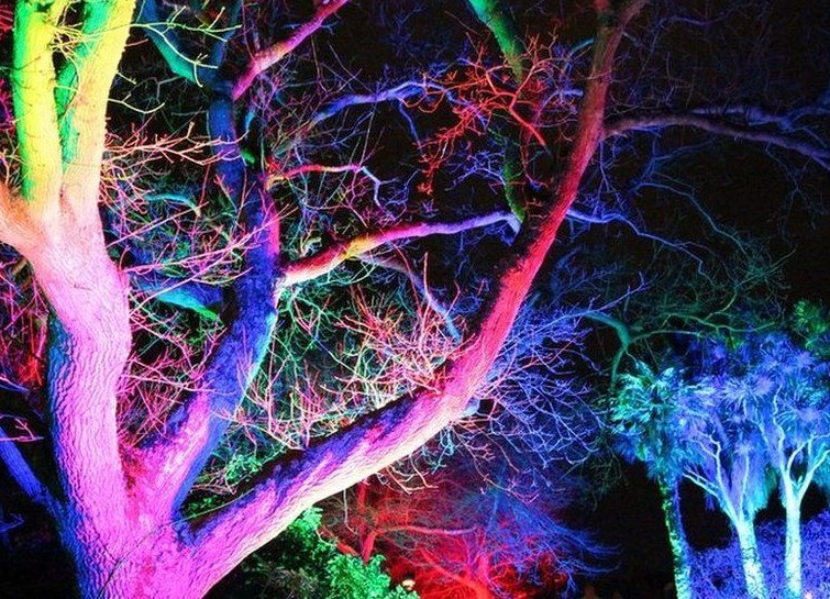 Is lighting on trees necessary during festivals?; High Court's question to the government | सणांदरम्यान झाडांवर लाइटिंग गरजेची आहे का?; हायकोर्टाचा सरकारला सवाल