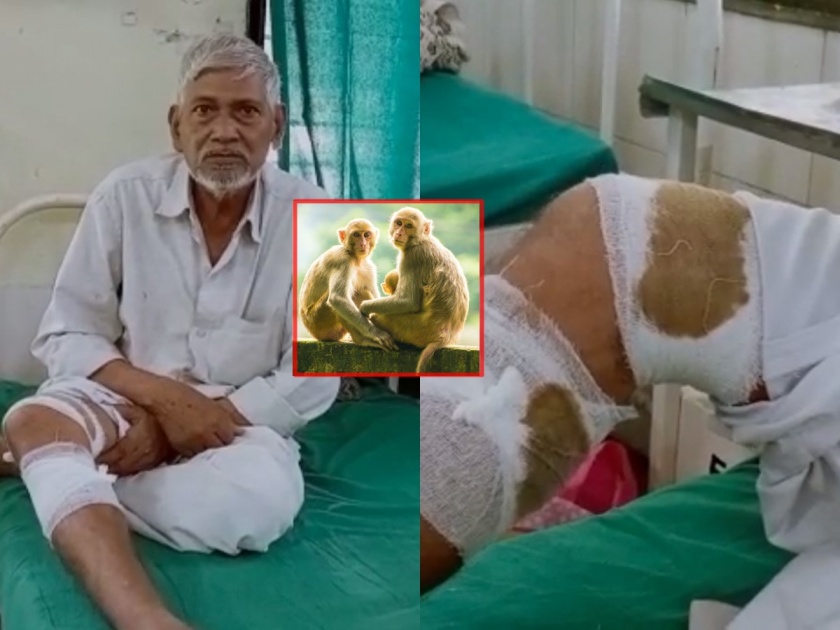 Two chewed monkeys attack a worker, seriously injuring his leg in wardha selu | चवताळलेल्या दोन माकडांचा कामगारावर हल्ला, पायाला गंभीर दुखापत