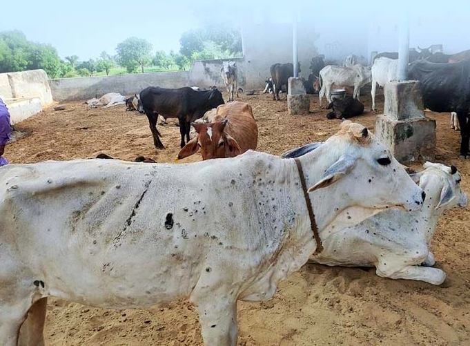 Lumpy skin disease re-introduced among cattle in the district | तो परत आला... नंदूरबार जिल्ह्यातील गुरांमध्ये पुन्हा लम्पी त्वचारोगाचा शिरकाव