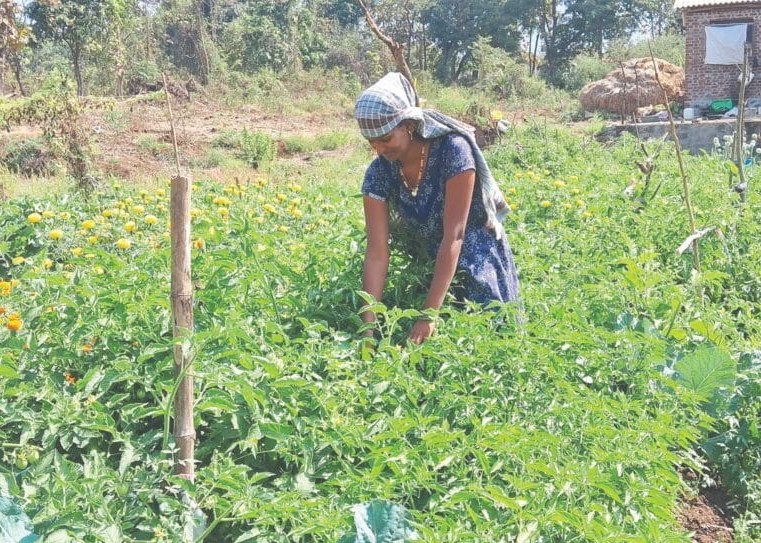women's emphasis on cultivating women's backyards; Growing vegetables at home | परसबाग फुलवण्यावर महिलांचा भर; घरच्याघरी भाजीपाला लागवड