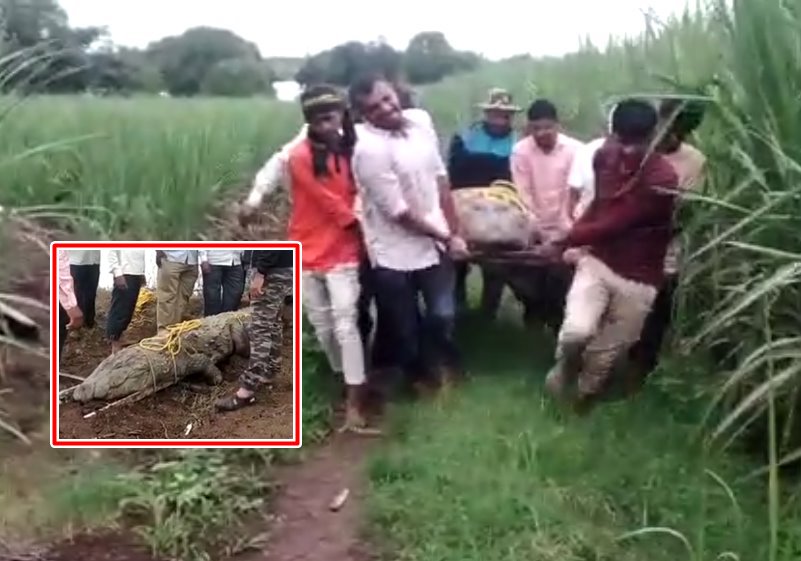 The villagers breathed a sigh of relief as soon as 'crocodile' was found to be dead, the forest department conducted an autopsy. | 'ती' मगर मृत समजताच ग्रामस्थांनी टाकला सुटकेचा नि:श्वास, वनविभागाने केले शवविच्छेदन