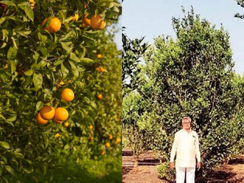 Flowering orange orchard, splitting traditional farming, demand of Rs 81 lakh from traders in ahmednagar | पारंपरिक शेतीला फाटा देत फुलवली संत्र्याची बाग, व्यापाऱ्याकडून 81 लाखांत मागणी