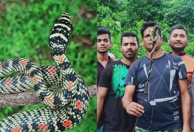 Snake rescued ... Rare flying 'golden snake' on the roof of the house in uran navi mumbai | सापाची सुटका... घराच्या छतावर निघाला दुर्मिळ उडता 'सोन सर्प'