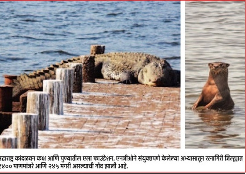 Save waterfowl, crocodiles; The study will be held in Konkan | पाणमांजरे अन् मगरींना वाचवू; संवर्धनासाठी कोकणात होणार अभ्यास