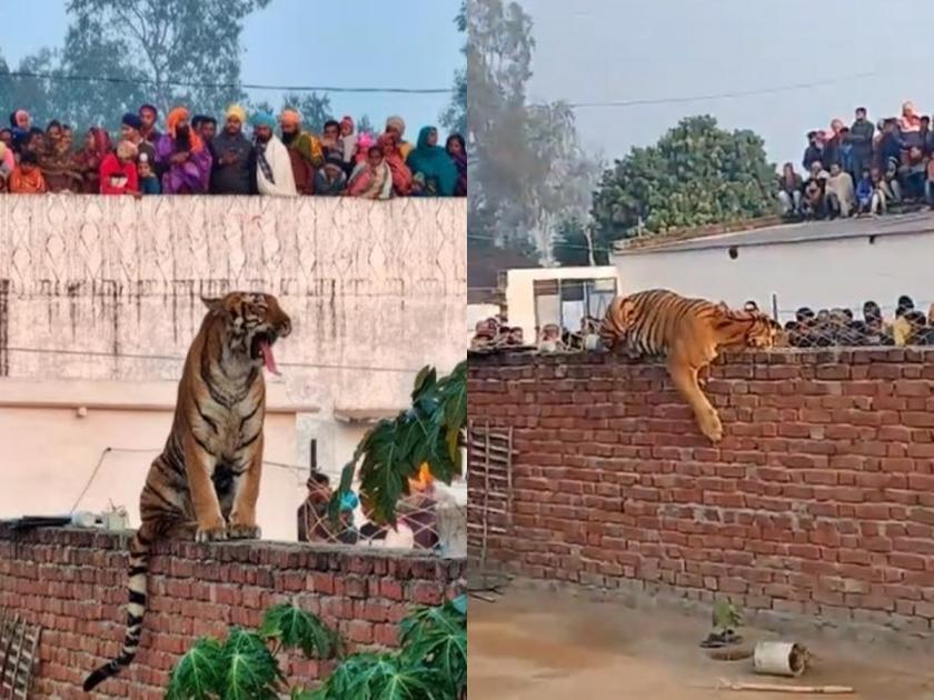 Video: Tiger disturbed the sleep of the villagers, camped on the village wall since midnight in pilibhit UP | Video: वाघोबांनी उडवली गावकऱ्यांची झोप; मध्यरात्रीपासून गावातील भिंतीवर डेरा