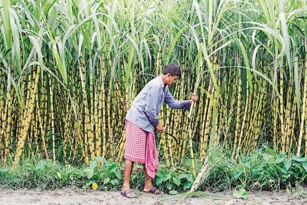 India tops the world in sugar exports and Maharashtra ranks third | "शेतकऱ्यांना सोन्याचे दिवस, साखर निर्यातीत भारत जगात अव्वल"