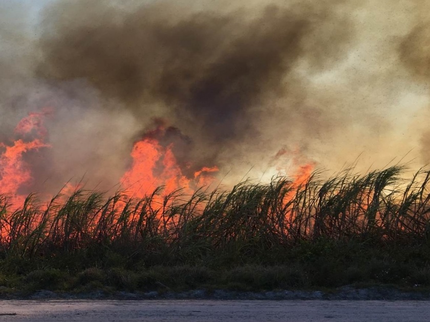 A two-and-a-half-acre sugarcane fire at Shirambe near Koregaon; great loss, | साताऱ्यातील शिरंबे येथे अडीच एकर क्षेत्रातील ऊसाला आग; शेतकऱ्याचे मोठे नुकसान