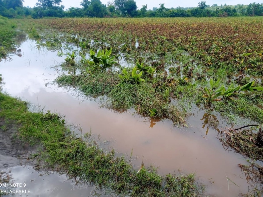The water accumulated in the field is only water; How to make soybeans? washim farmers ask question | अतिवृष्टी... शेतात साचले पाणीच पाणी; कशी करावी सोयाबीन सोंगणी?