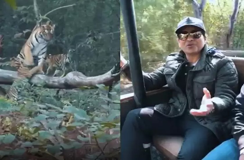 Sachin Tendulkar's wife Tadobat visits a tiger pdc | सचिन तेंडुलकर वाघाच्या भेटीला, पत्नीसह जंगल सफारी