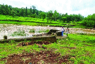Large losses to farmers in Palghar due to heavy rains | पालघरमधील शेतकऱ्यांचे अतिवृष्टीमुळे मोठे नुकसान