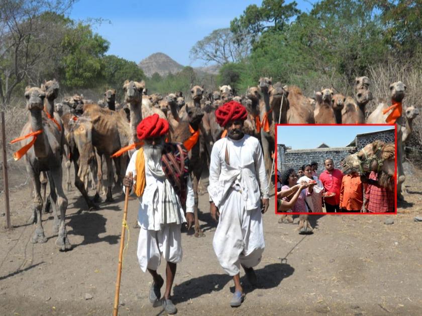 Camels suddenly come and go in Kumbhnagar; After 35 days of walking, you will reach the desert! | कुंभनगरीत अचानक उंट येतात अन्...; ३५ दिवसांच्या पायी प्रवासानंतर पोहचणार वाळवंटात!