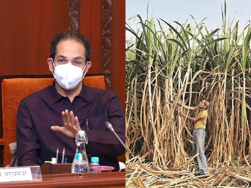 Great relief! Continue the factory till the whole sugar cane is crushed, CM uddhav Thackeray | मोठा दिलासा! संपूर्ण ऊस गाळप होईपर्यंत कारखाने सुरूच ठेवा, मुख्यमंत्र्यांचे निर्देश अन् अनुदानही