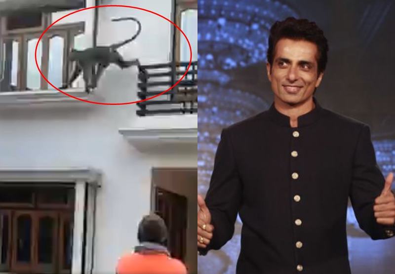 Video: An Sonu Sood catches a monkey in the net after requesting by villagers | Video : अन् सोनू सूदने पकडून दाखवलं, गावात उच्छाद मांडणारं वानर 'जाळ्यात' 