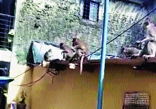 'Hoop, hoop' of monkeys in Borivali's huts! | बोरीवलीच्या चाळींमध्ये माकडांची ‘हुप, हुप’!