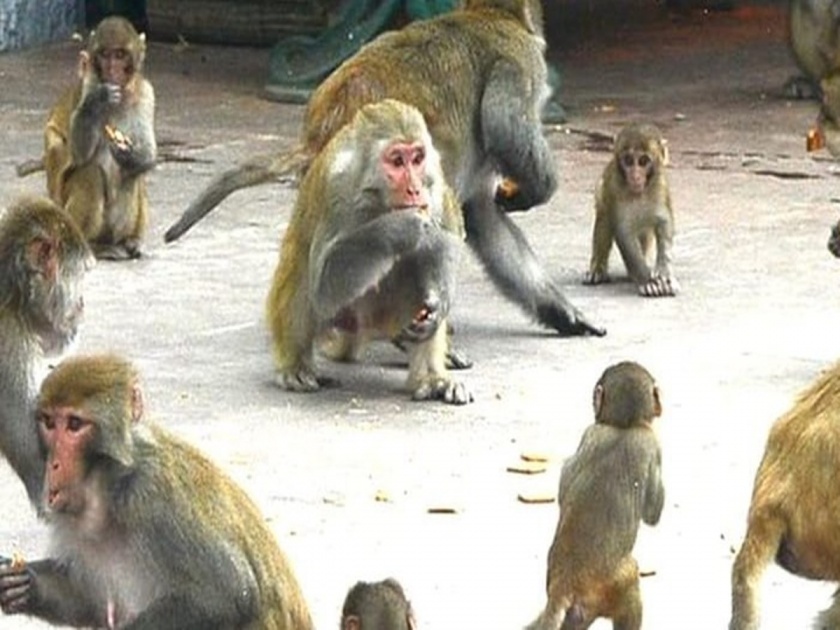 Awaiting decision on monkeys, apes; The walk will be held on January 25 | वानर, माकडांबाबत निर्णयाची प्रतीक्षा; २५ जानेवारीला काढणार पदयात्रा