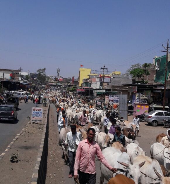 farmer rally with cattle on manora Tehsil office! | गुरा-ढोरांसह शेतकऱ्यांचा मोर्चा धडकला मानोरा तहसिल कार्यालयावर !