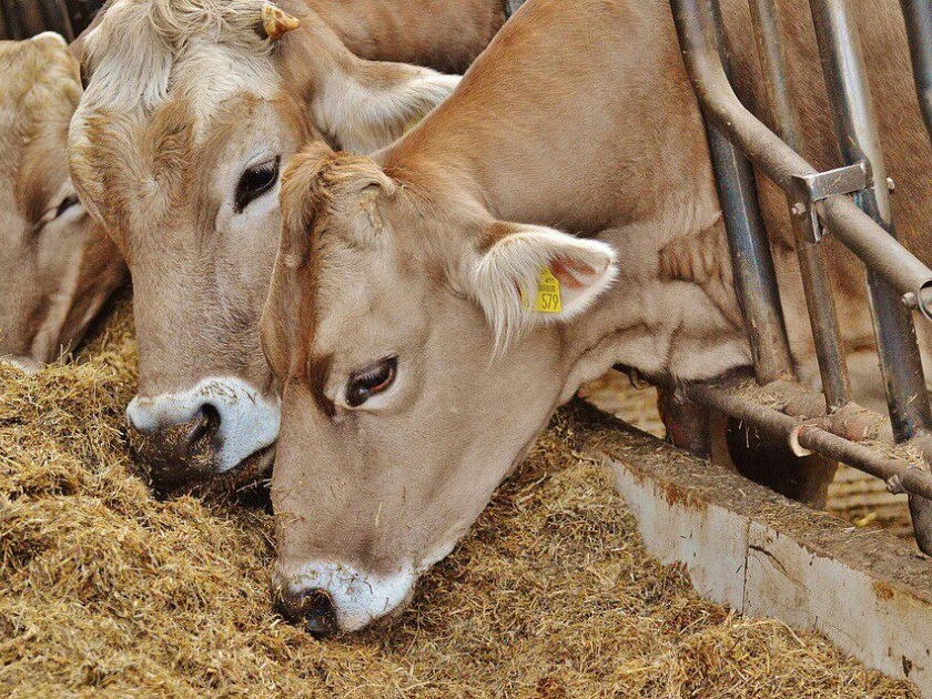 Increase in animal fodder prices | जनावरांच्या चाऱ्याच्या दरात वाढ; पशूपालक त्रस्त !