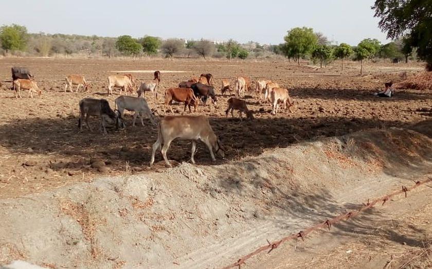 Retribution of administration for fodder camps; Hunger on cattle! | चारा छावण्यांसाठी प्रशासनाची माघार; गुरांवर उपासमार!