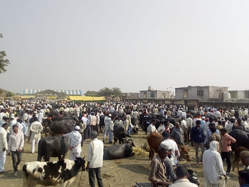 thousands of cattle Sales in a month in Washim taluka | वाशिम तालुक्यात महिनाभरात हजारांवर गुरांची विक्री