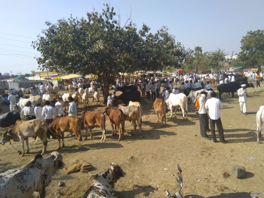 Slow down on the cattle market in the chalisgaon | चाळीसगावात गुरांच्या बाजारावर मंदीचे सावट