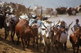 cattle migration from other states in maharashtra | राज्याबाहेरील जनावरांचा काफिला महाराष्ट्रात; दुष्काळात तेरावा महिना