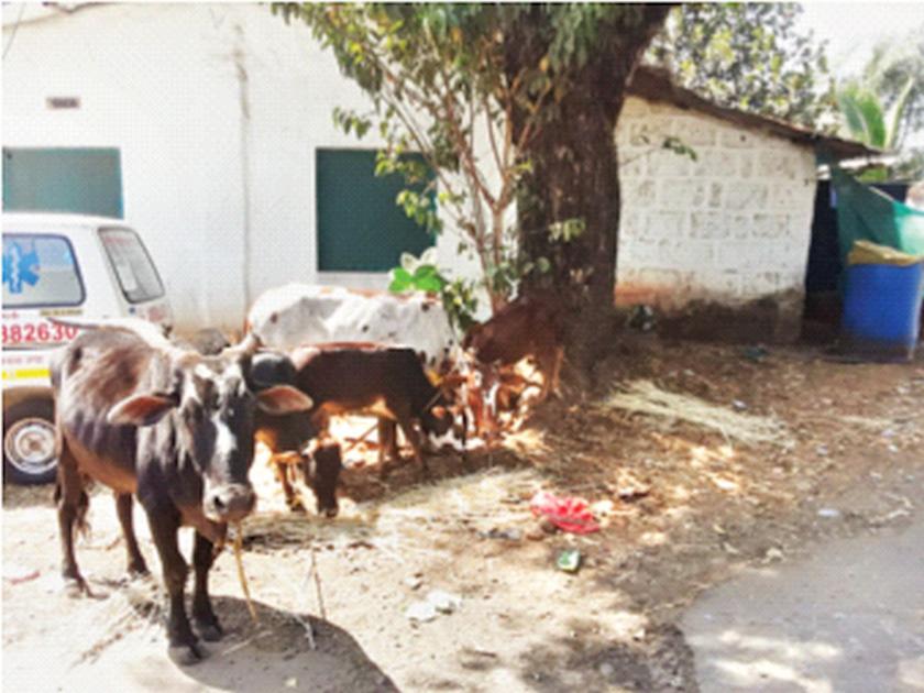 police Caught tempo transporting cattle illegally in poladpur | गुरांची अवैध वाहतूक करणारा टेम्पो पकडला; दोन गायींचा मृत्यू